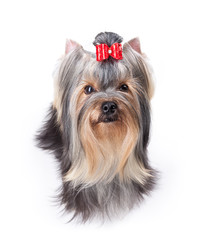 Yorkshire Terrier puppy isolated on white background