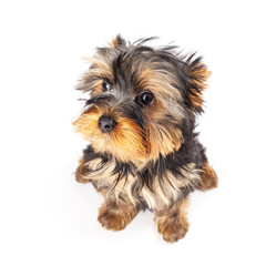 Yorkshire Terrier puppy isolated on white background