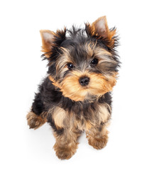 Yorkshire Terrier puppy isolated on white background
