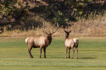 Bull and Cow Elk in Rut