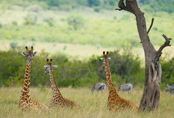 Giraffes are lying and resting on the grass in the savannah. Kenya. Tanzania. East Africa. An...