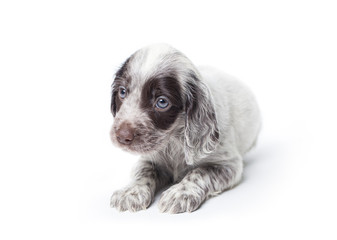 Russian spaniel puppy isolated on white background