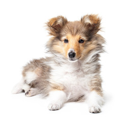 Sheltie puppy isolated on a white background