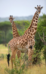 Two giraffes in savanna. Kenya. Tanzania. East Africa. An excellent illustration.