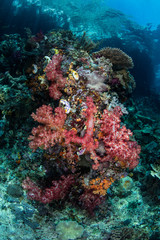 Fototapeta na wymiar Colorful Soft Corals on Healthy Reef