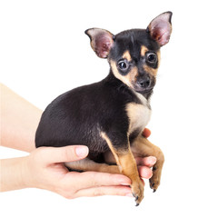 Winking Labrador Retriever puppy isolated on a white background