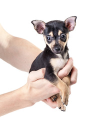 Winking Labrador Retriever puppy isolated on a white background