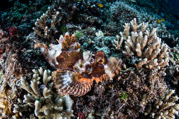 Scorpionfish on Coral Seafloor
