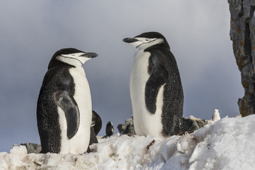 Fototapeta na wymiar Chinstrap Penguin