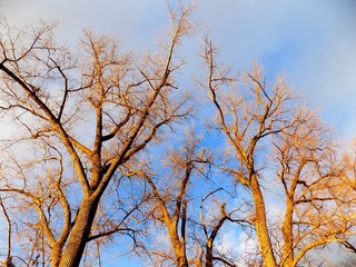 Trees without leaves in fall