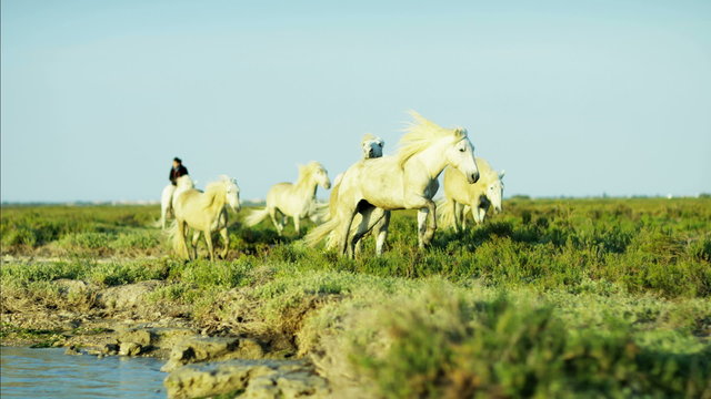 France Camargue animal horse wild livestock rider cowboy