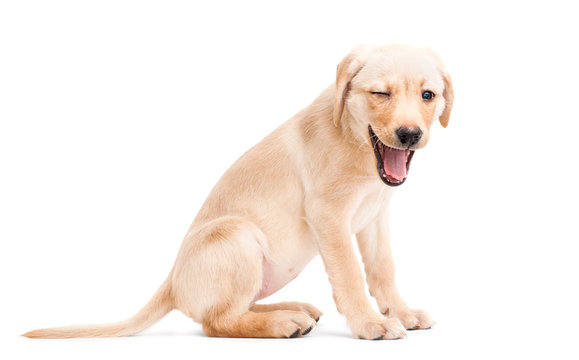 Winking Labrador Retriever puppy isolated on a white background