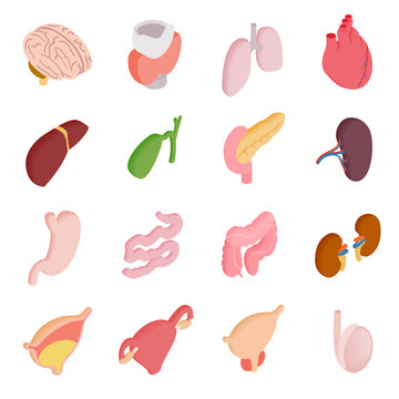 Internal organs isometric 3d icons