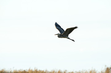 Fototapeta na wymiar Great Blue Heron wings high