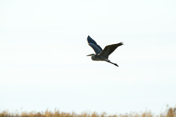 Great Blue Heron wings high