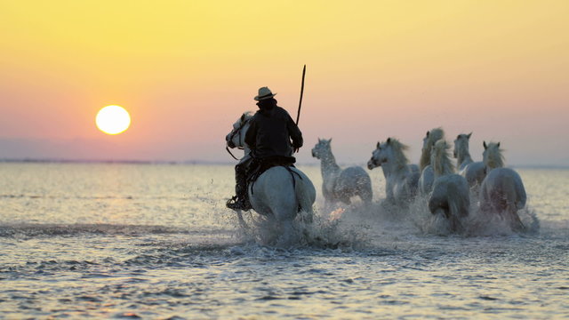 Camargue animal horses running cowboy sunset travel