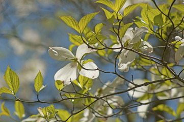 Dogwood blooms against clear blue sky.