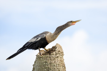 Female Anhinga Displaying its Gular Pouch