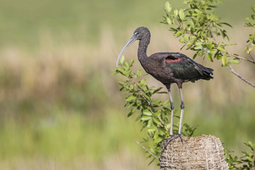 Glossy Ibis Perched on a Tree Stump - Florida