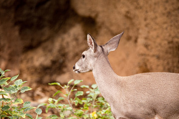 Young Mule deer wester arizona tuscan national park