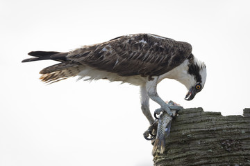 Osprey Eating a Fish - Melbourne, Florida