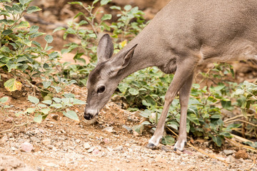 Young Mule deer wester arizona tuscan national park