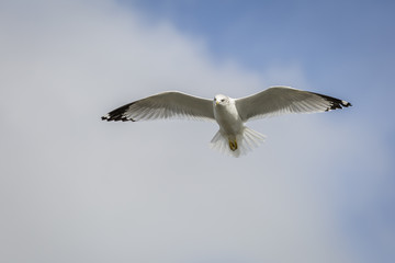Ring-billed Gull in Flight - Florida