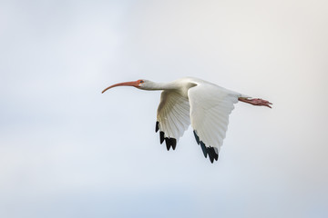 White Ibis in Flight - Florida