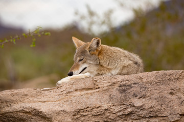Desert Coyote arazona lounging on a rock grooming