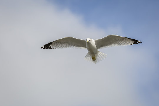 Ring-billed Gull in Flight - Florida