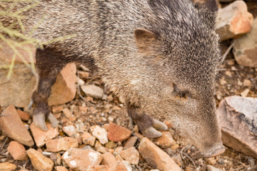 Obraz premium Javelina walks through desert south west arazona