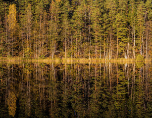 autumn reflections in Finnish forest