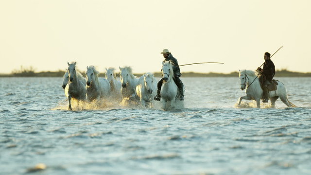 Cowboy Camargue rider animal horse sunset galloping sea 