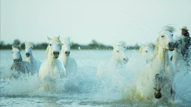 France Camargue coastline horses water running travel