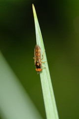 Black fly sitting o a green leaf