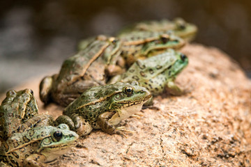 Northern Leopard Frogs basking on a rock