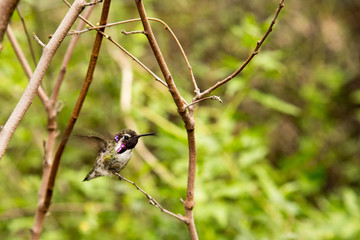 beautiful male humming bird natural green background