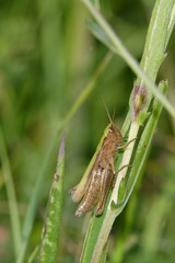 Green brown grasshopper