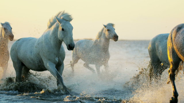 Camargue animal horses livestock cowboy running water 