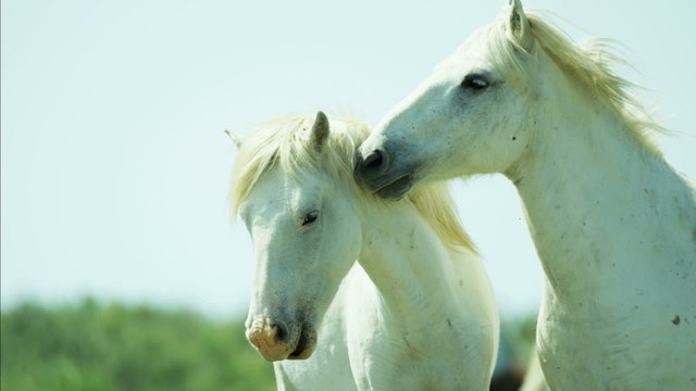 France Camargue animal horse wildlife Stallion Gelding travel
