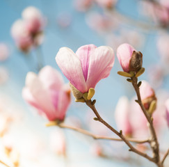 Fototapeta premium Magnolia Pink Flowers