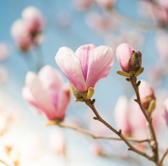 Magnolia Pink Flowers