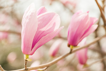 Obraz na płótnie Canvas Beautiful Pink Magnolia Flowers