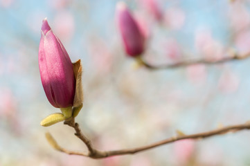Beautiful  Pink Magnolia Flowers