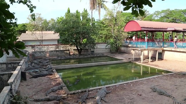 Crocodiles at crocodile farm in Siem Reap, Cambodia