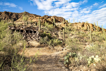 Catalina Mountain State Park near Tucson saguaro national park