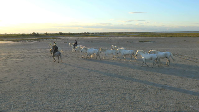 Aerial UAV horses sunrise wild running cowboy Camargue water