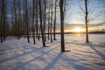 Sunset and snow-covered forest