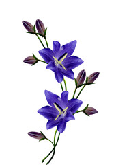 bell flower isolated on white background