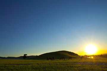 Naklejka premium Sun rising over a field of grazing cattle
